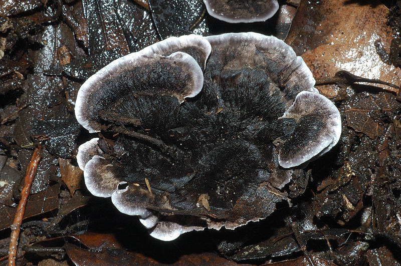 Il mondo dei funghi a Ostia